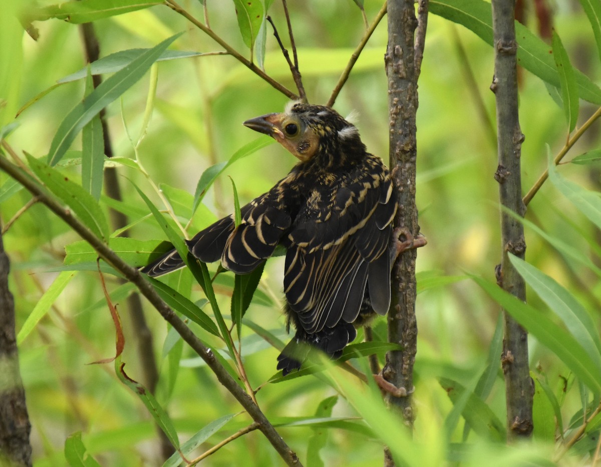 Red-winged Blackbird - ML620546582