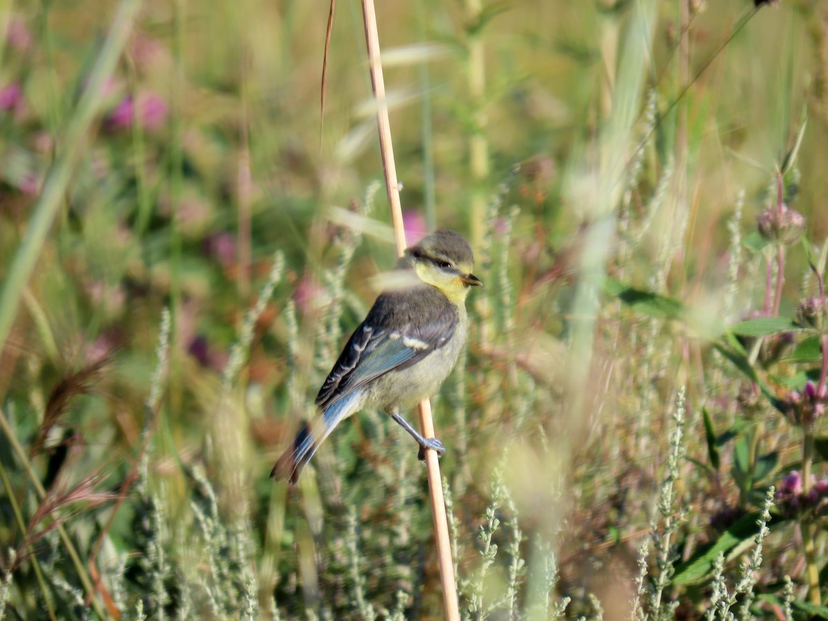 Eurasian Blue Tit - ML620546586