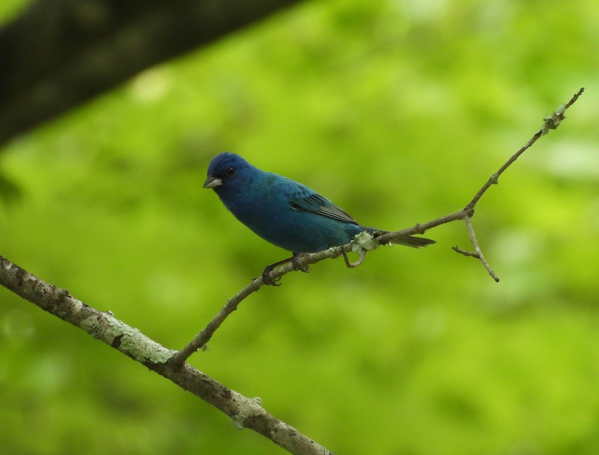 Indigo Bunting - ML620546594