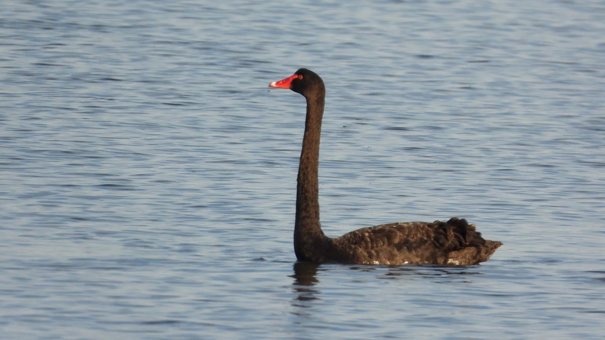 Black Swan - ML620546596