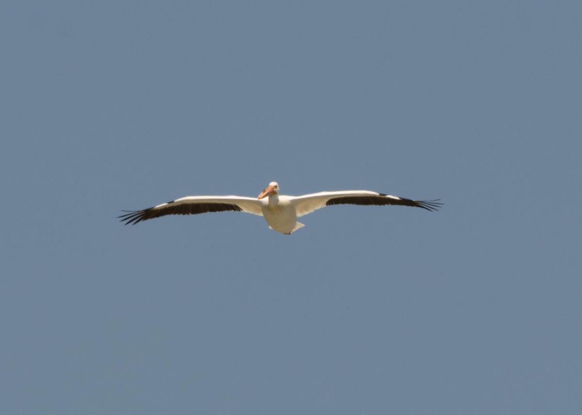 American White Pelican - ML620546604