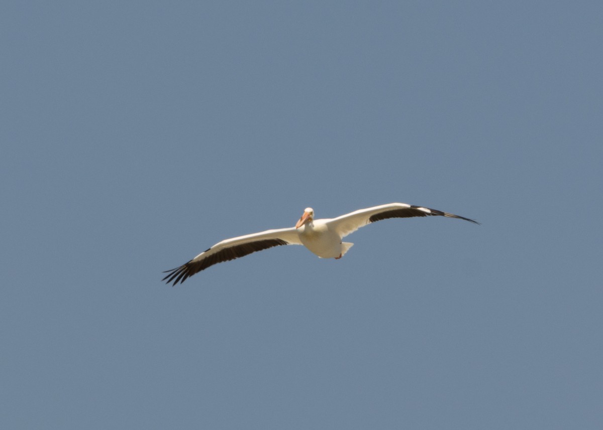 American White Pelican - ML620546605