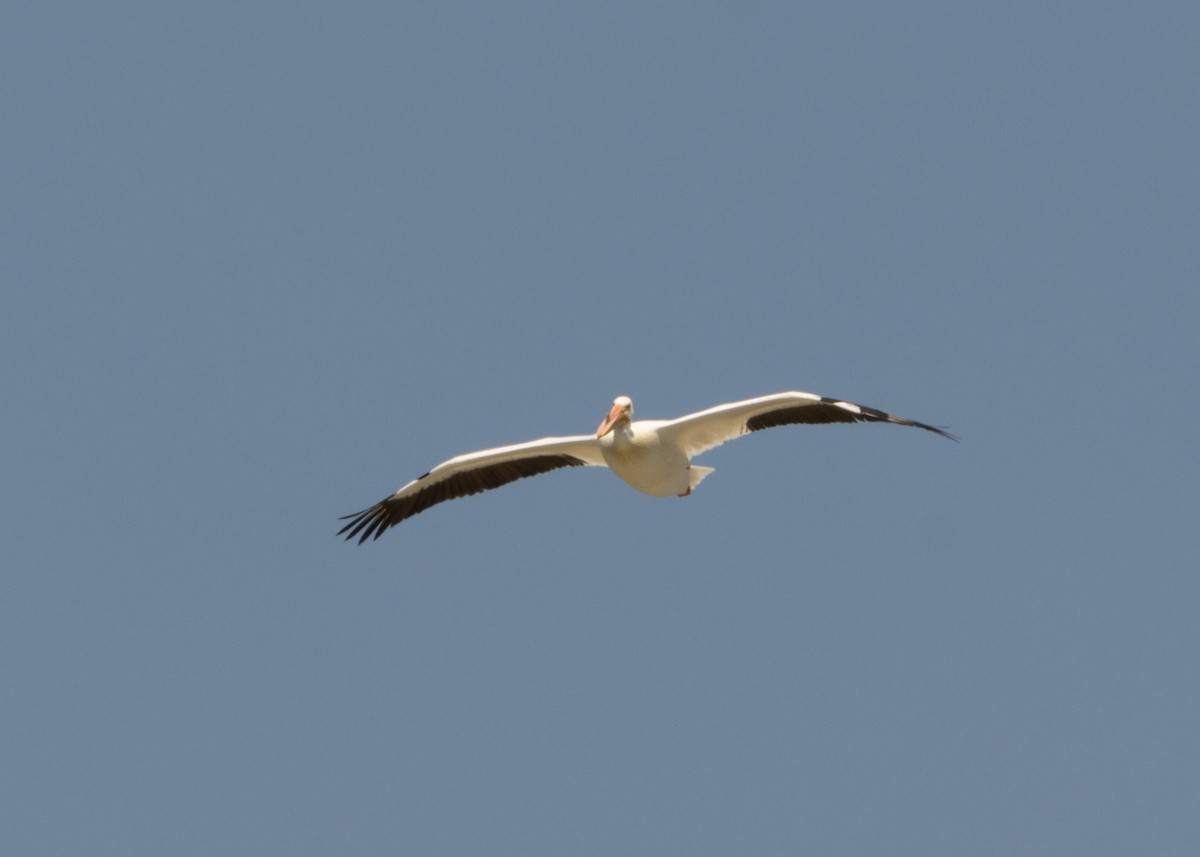 American White Pelican - ML620546606