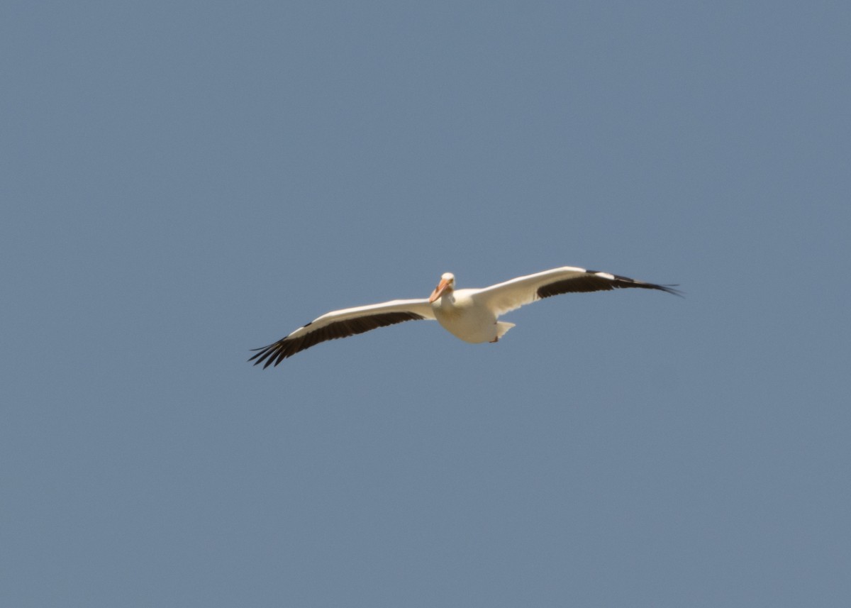 American White Pelican - ML620546607