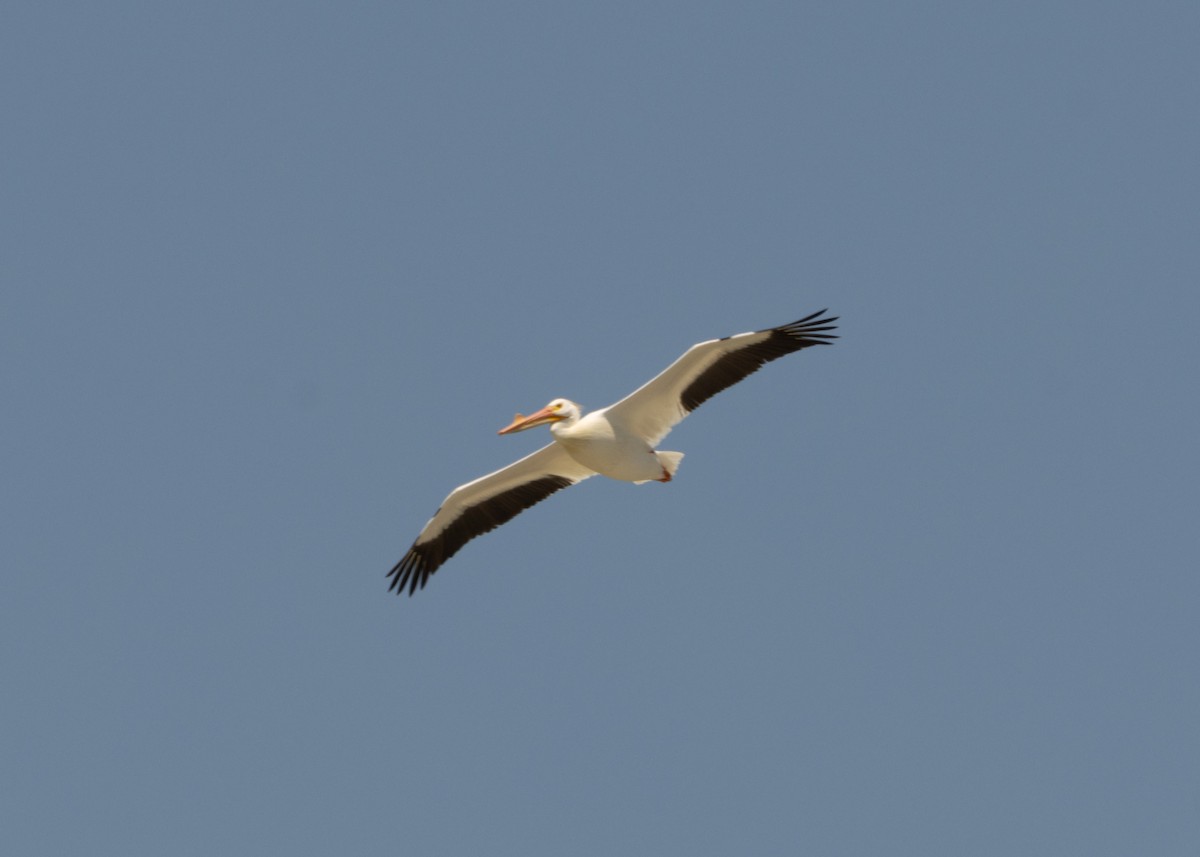 American White Pelican - ML620546608