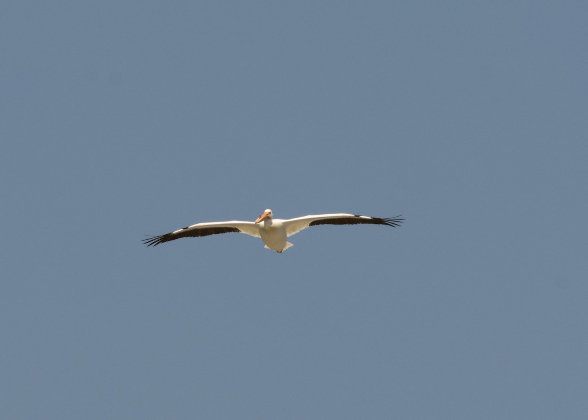 American White Pelican - ML620546609
