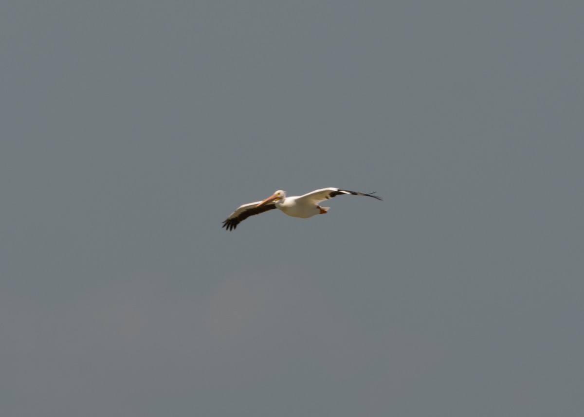 American White Pelican - ML620546610