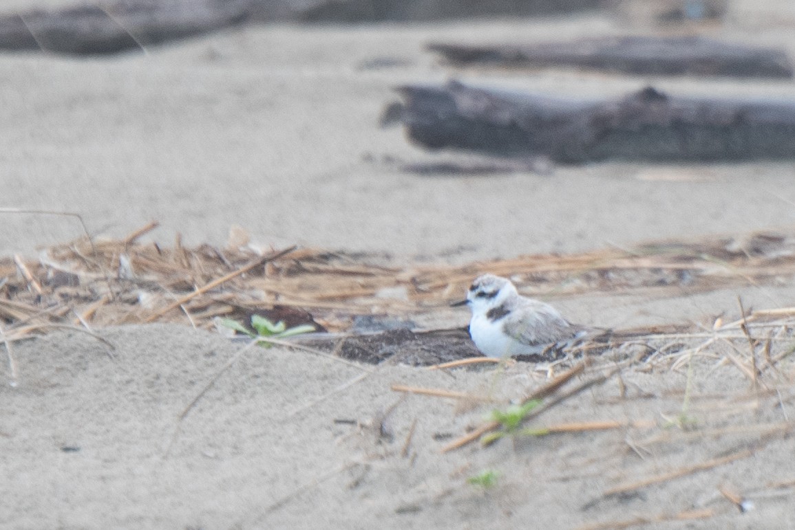 Snowy Plover - Aidan Place