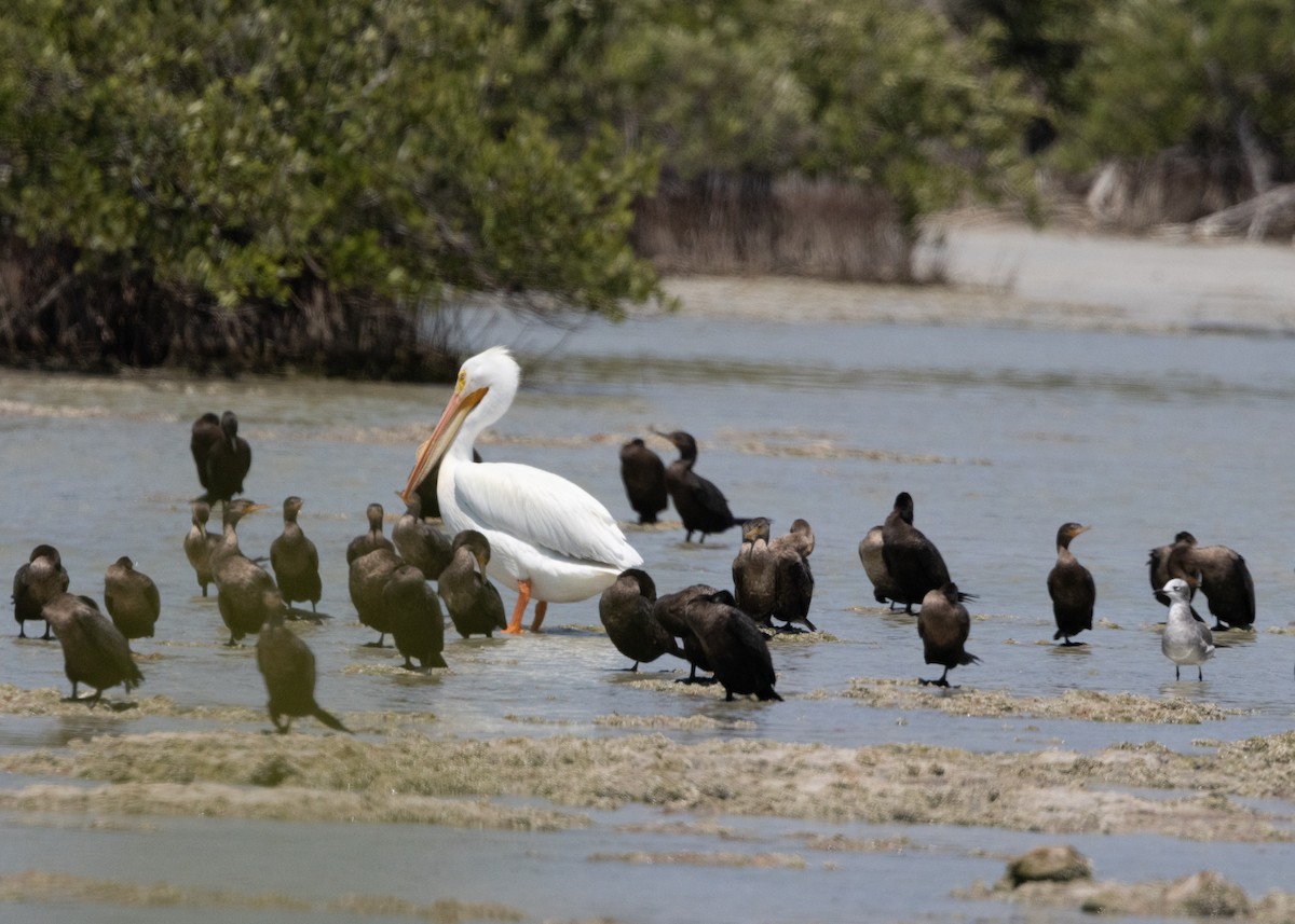 American White Pelican - ML620546614