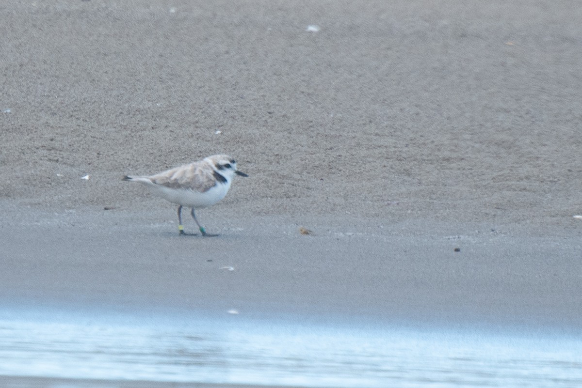 Snowy Plover - ML620546616