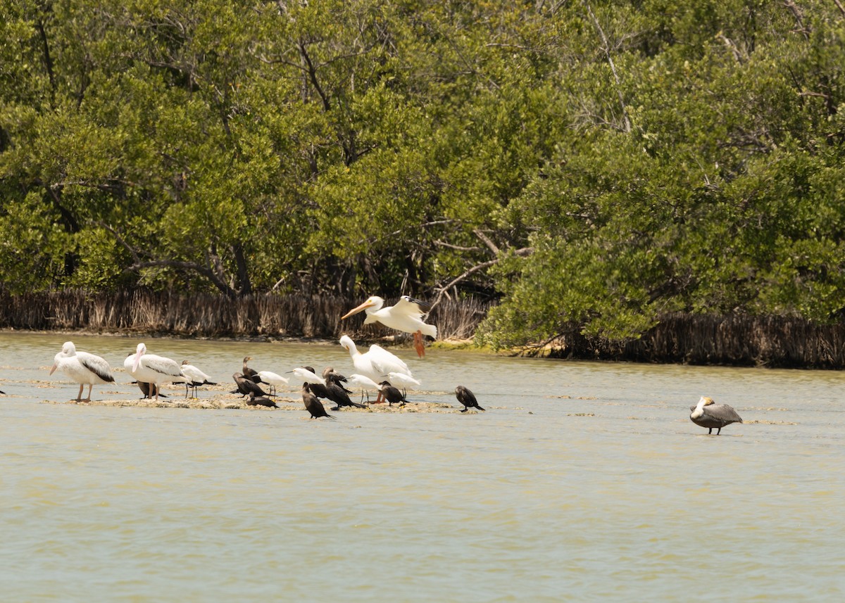 American White Pelican - ML620546618