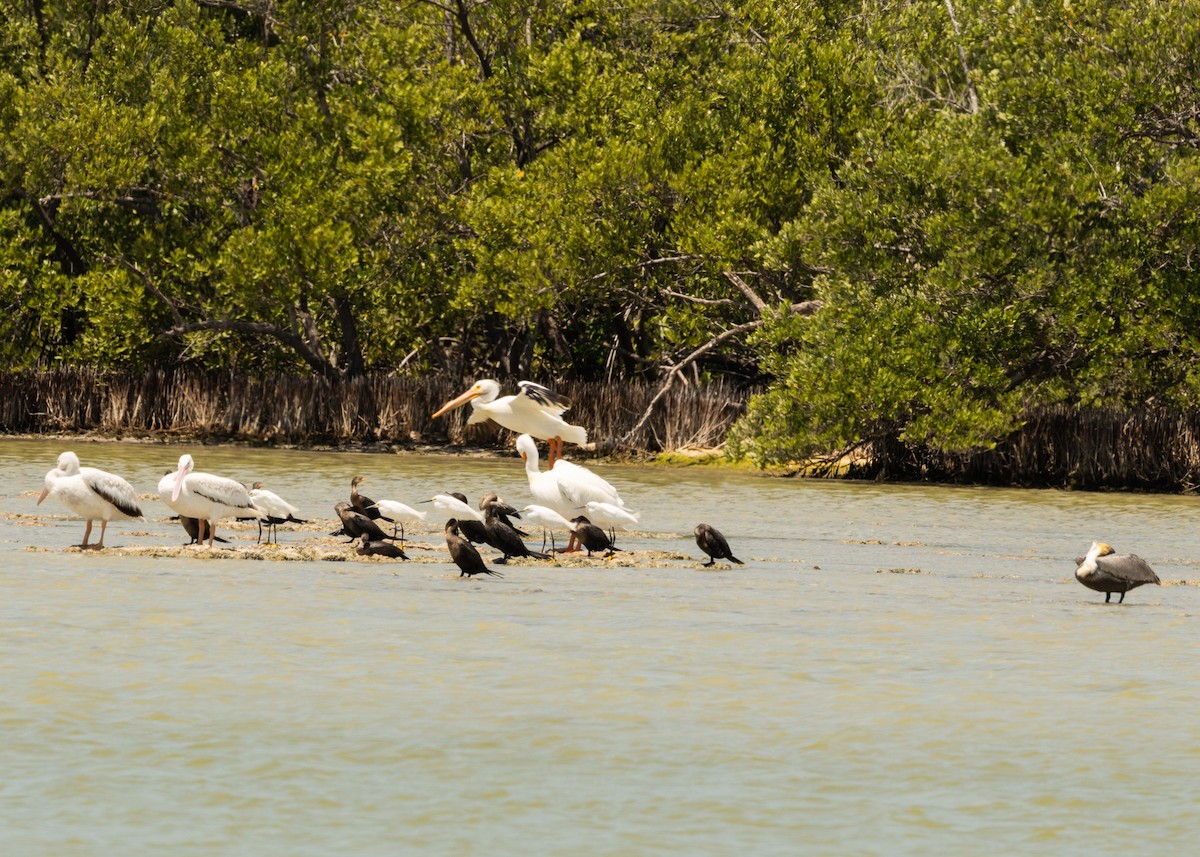 American White Pelican - ML620546619