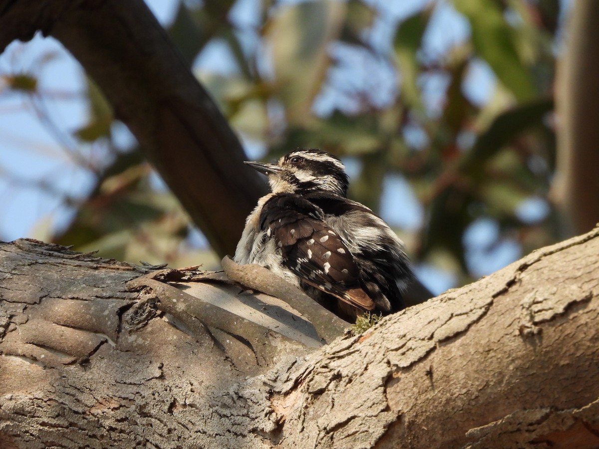 Downy Woodpecker - ML620546630