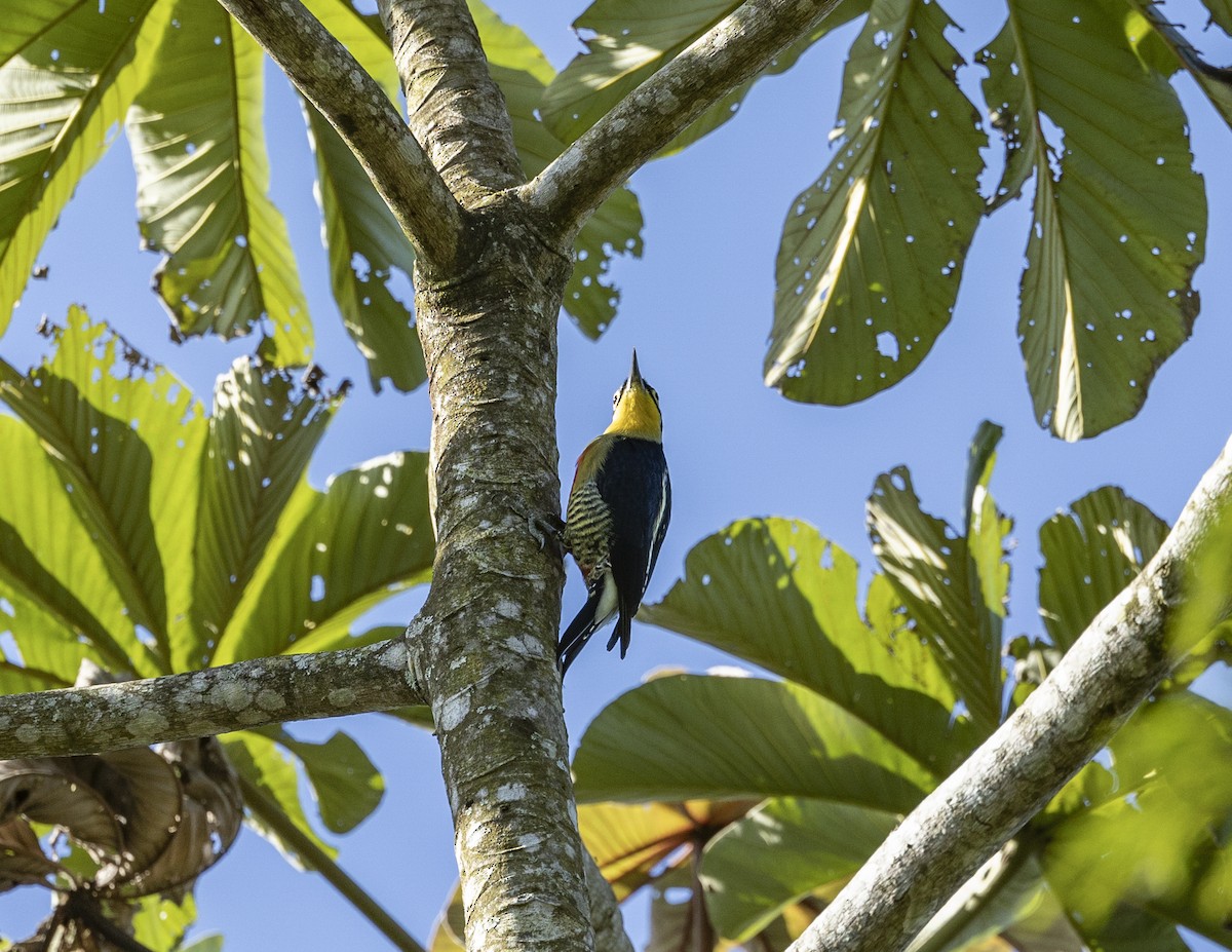 Yellow-fronted Woodpecker - ML620546632