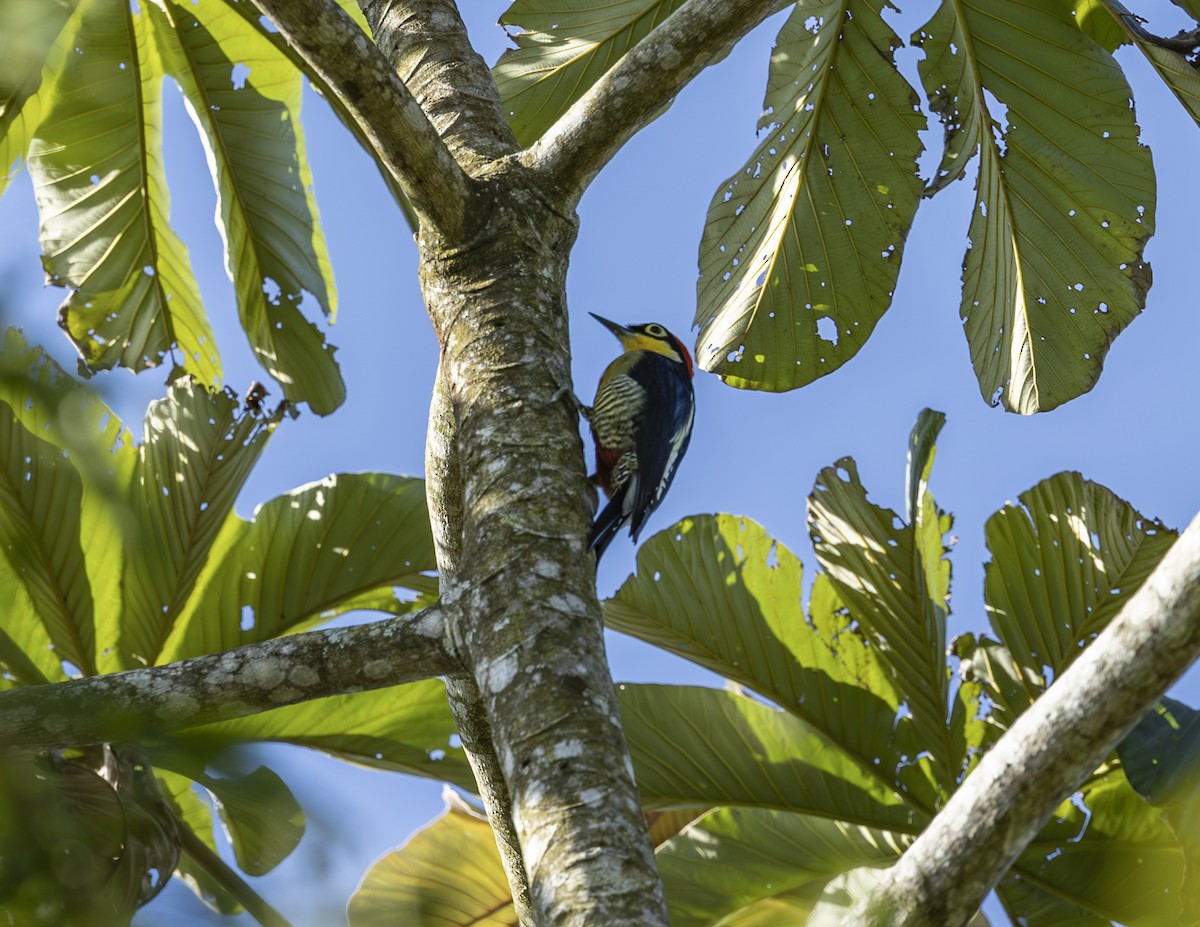 Yellow-fronted Woodpecker - ML620546633