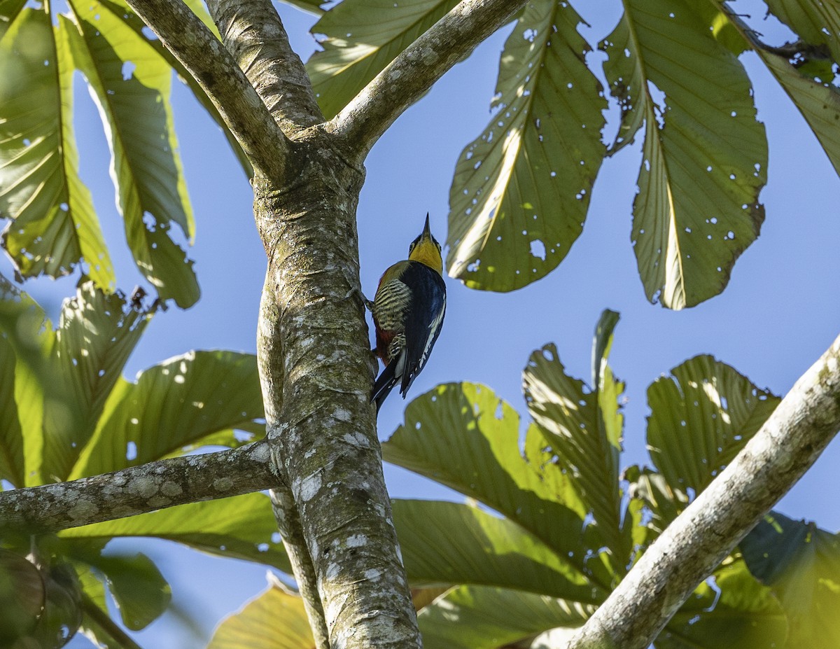 Yellow-fronted Woodpecker - ML620546635