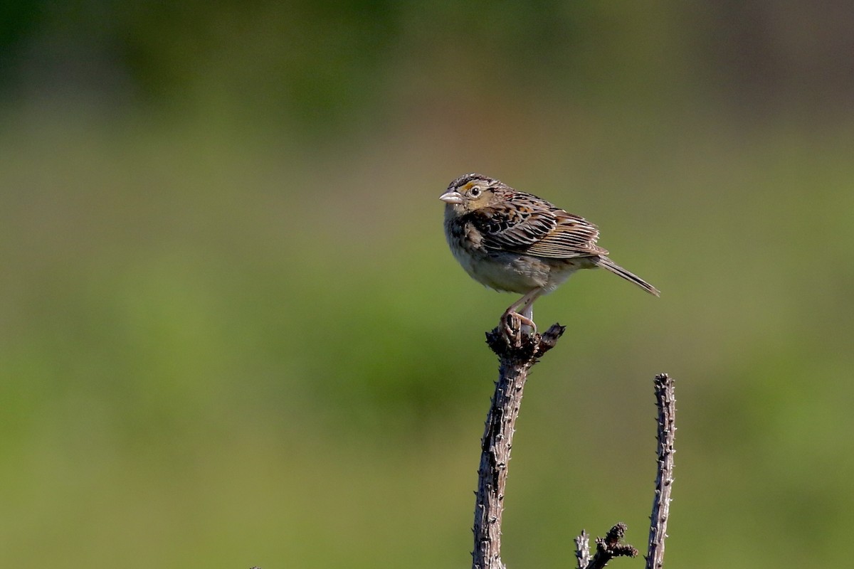 Grasshopper Sparrow - ML620546638