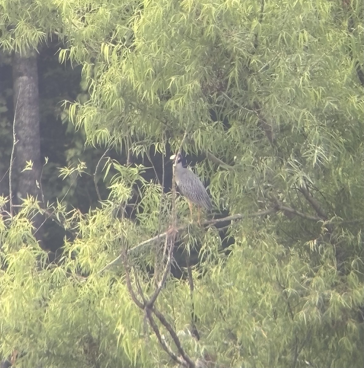 Yellow-crowned Night Heron - ML620546646