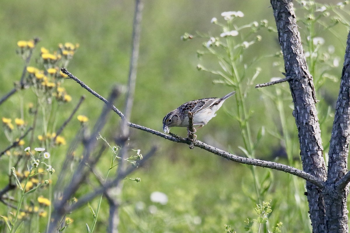 Grasshopper Sparrow - ML620546647