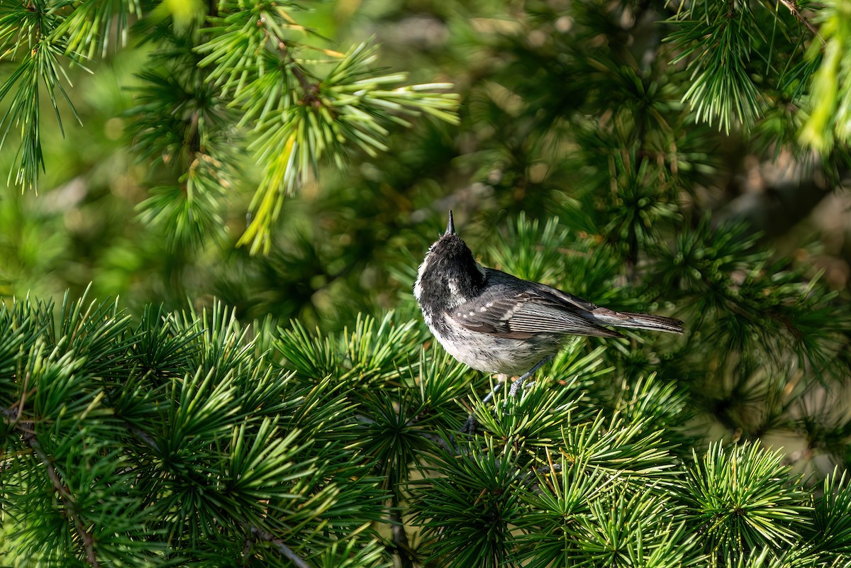 Coal Tit - ML620546649