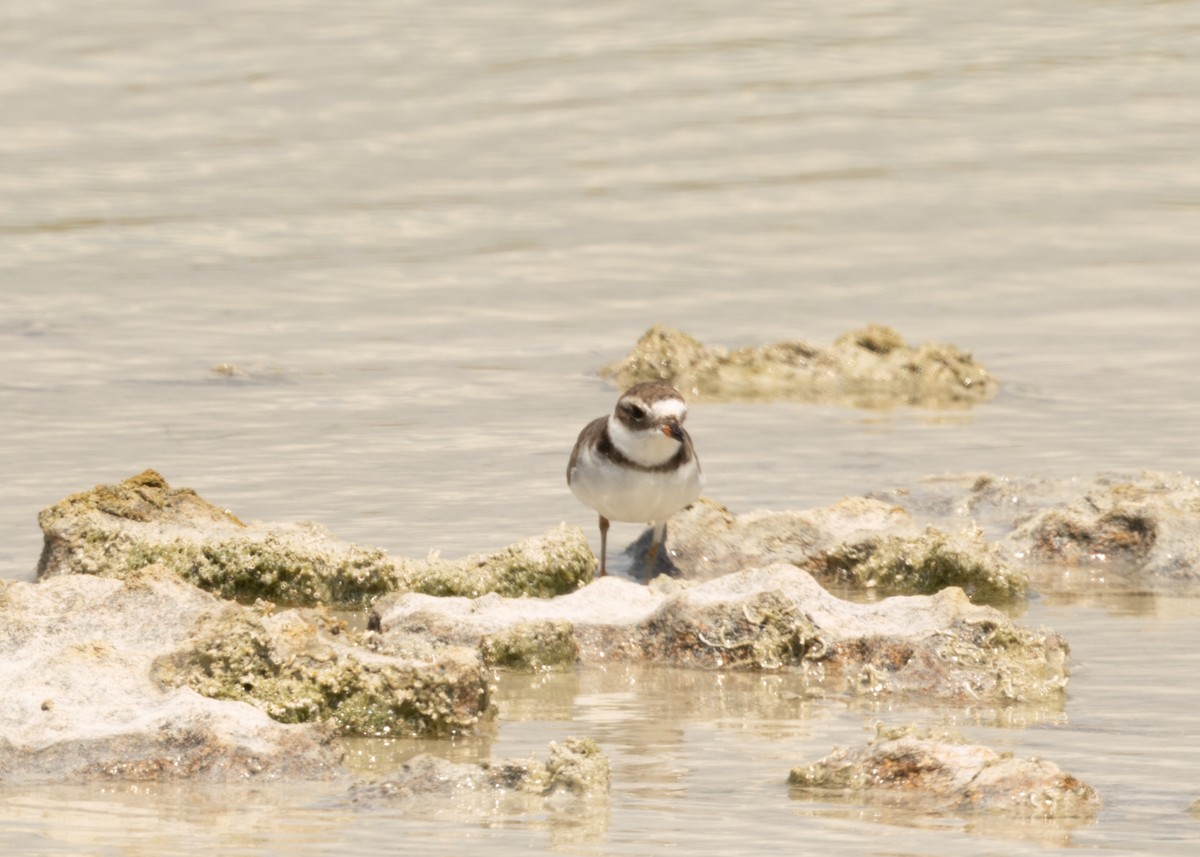 Semipalmated Plover - ML620546655