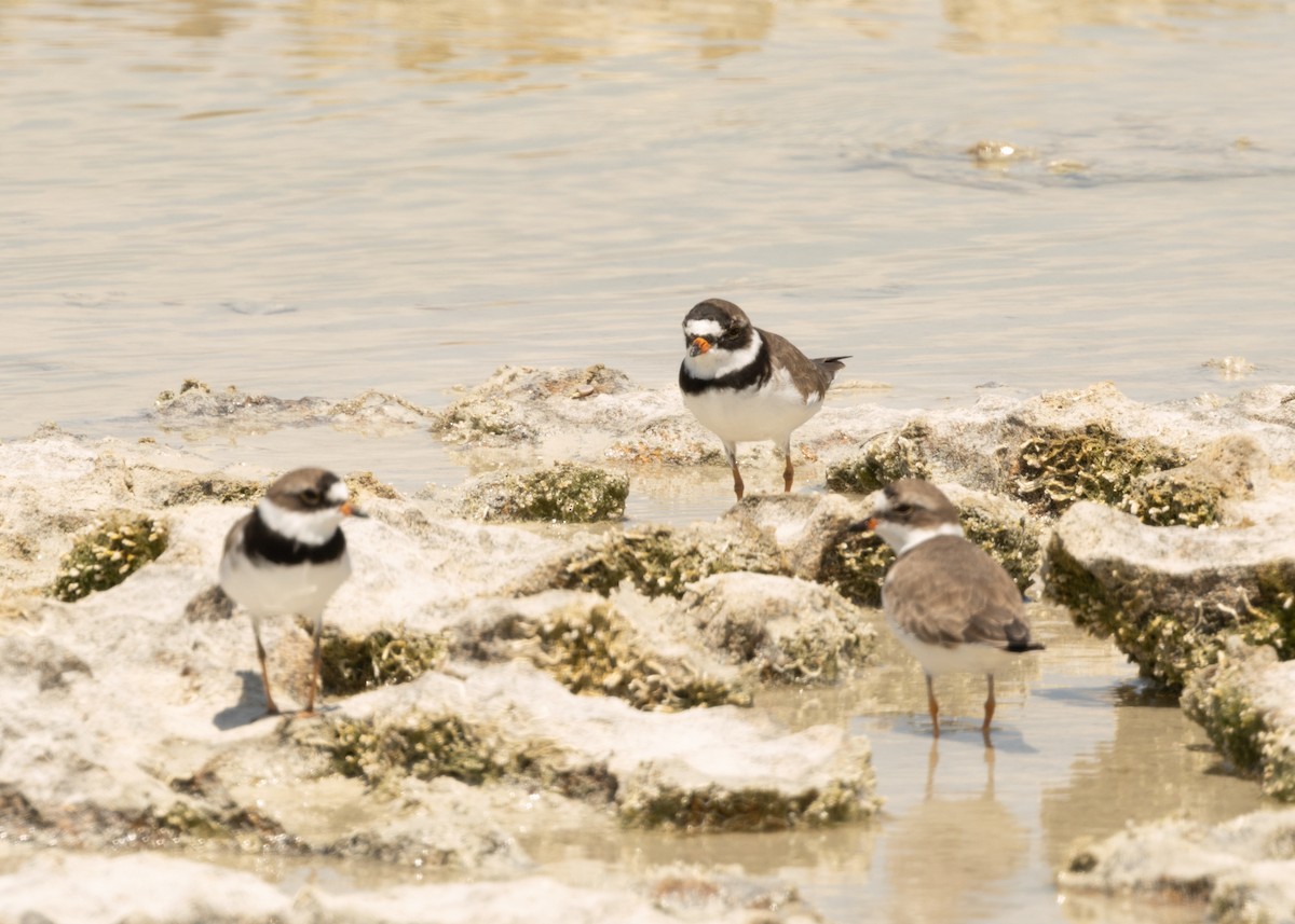 Semipalmated Plover - ML620546661