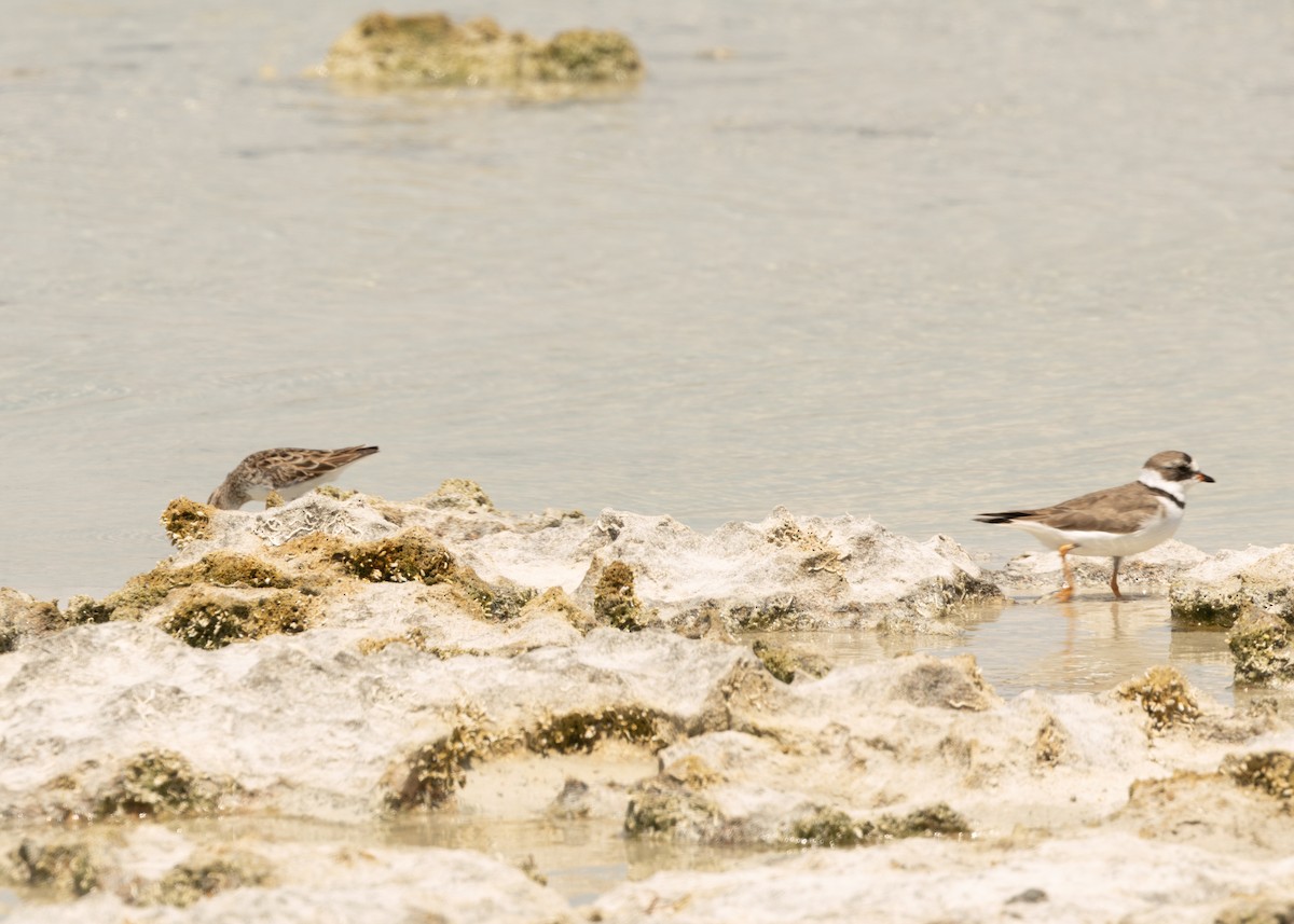 Semipalmated Plover - ML620546662