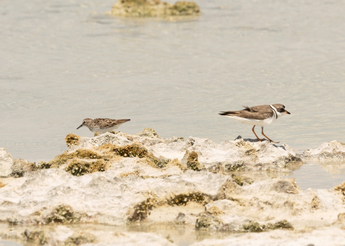 Semipalmated Plover - ML620546663