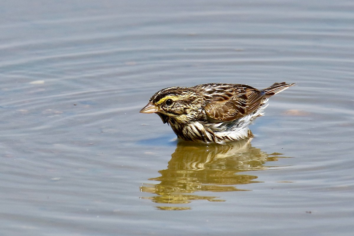 Savannah Sparrow - ML620546669