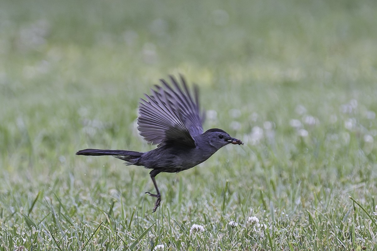 Gray Catbird - ML620546670