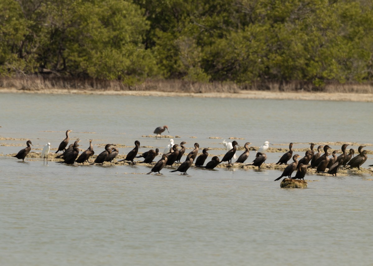 Cormoran vigua - ML620546682