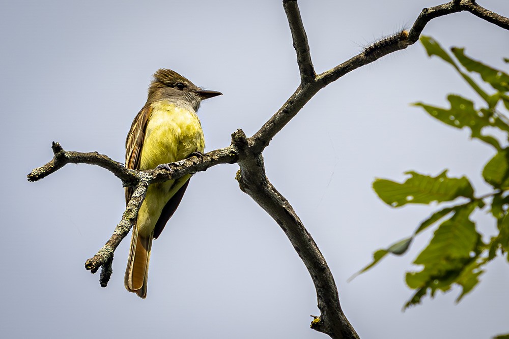 Great Crested Flycatcher - ML620546698