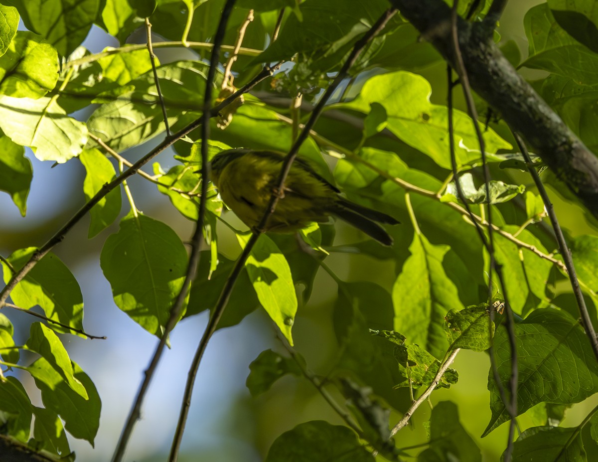 Yellow-olive Flatbill - ML620546703