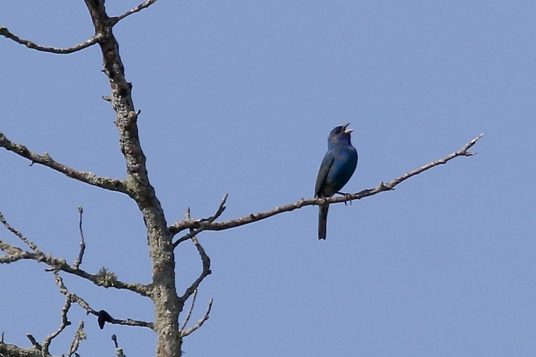 Indigo Bunting - ML620546718