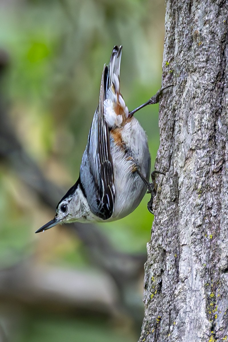 White-breasted Nuthatch - ML620546719