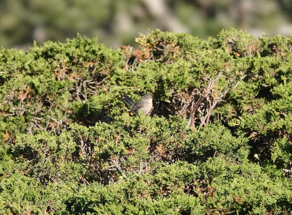 Dartford Warbler - ML620546724