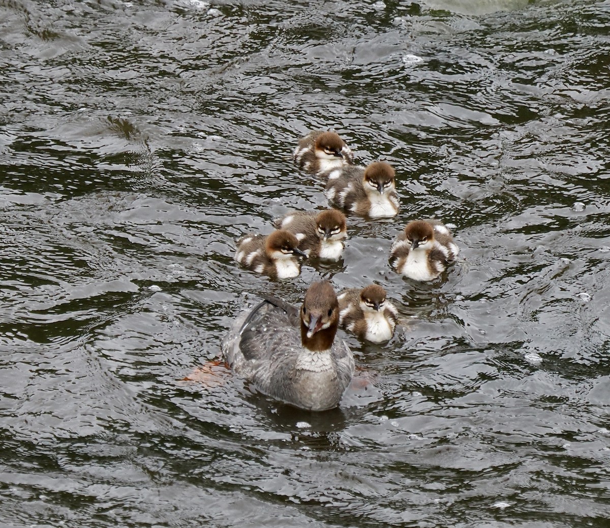 Common Merganser - ML620546728