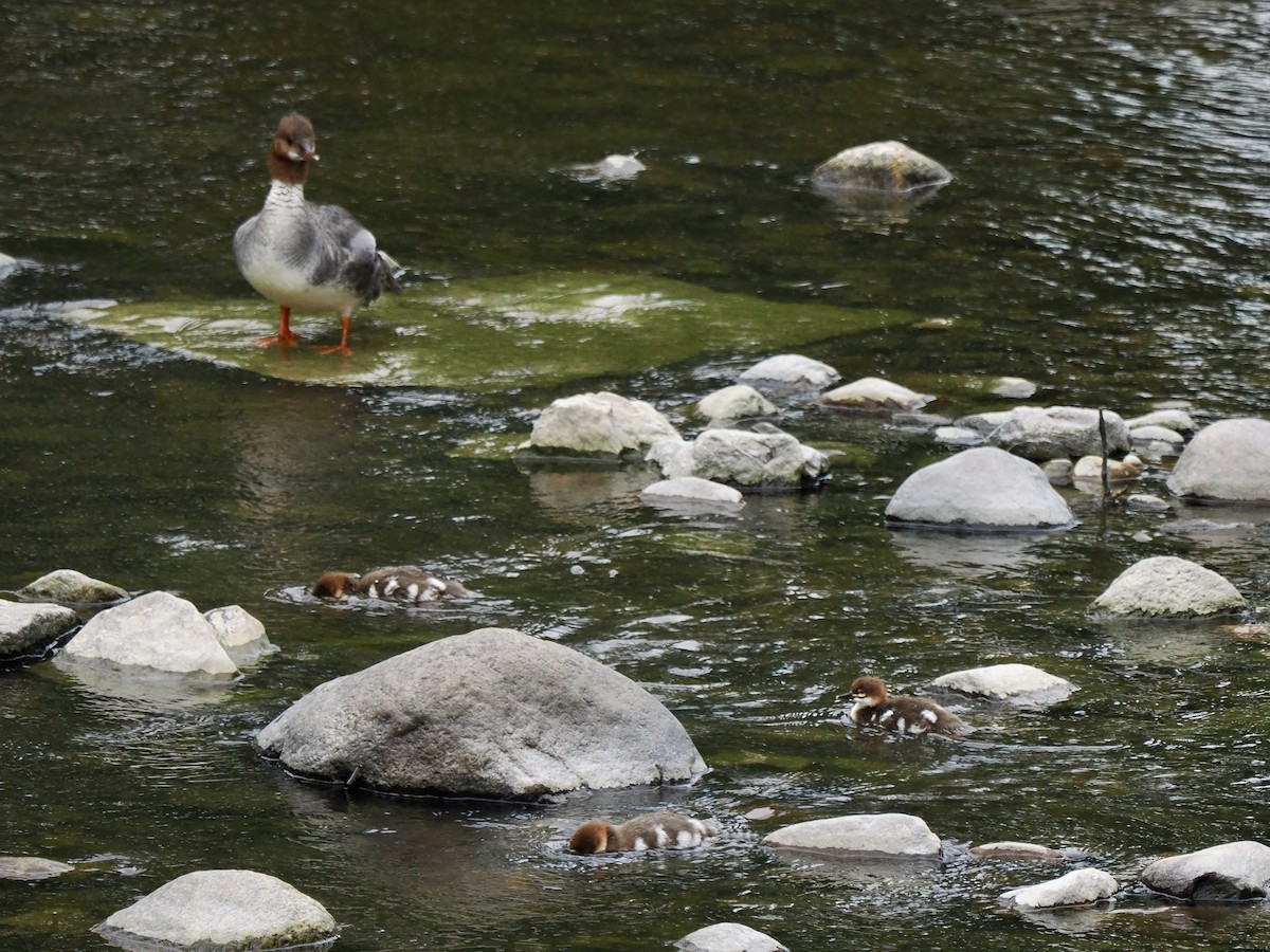 Common Merganser - ML620546729