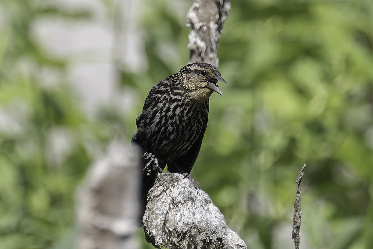 Red-winged Blackbird - ML620546750