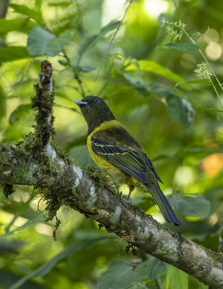 Cotinga coqueluchon - ML620546754