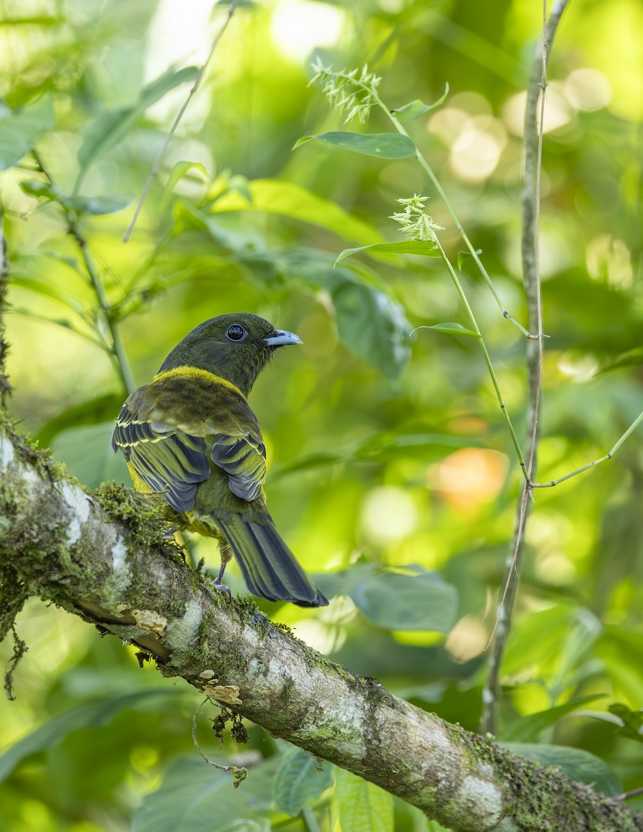 Cotinga Encapuchado - ML620546755