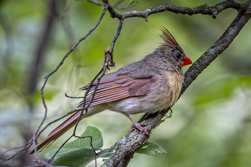 Cardinal rouge - ML620546757