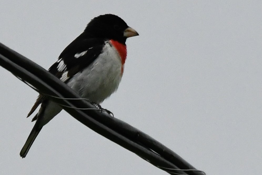 Rose-breasted Grosbeak - ML620546759