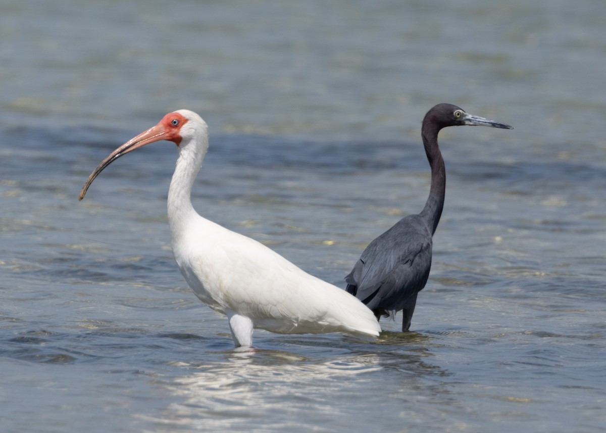 Little Blue Heron - ML620546764