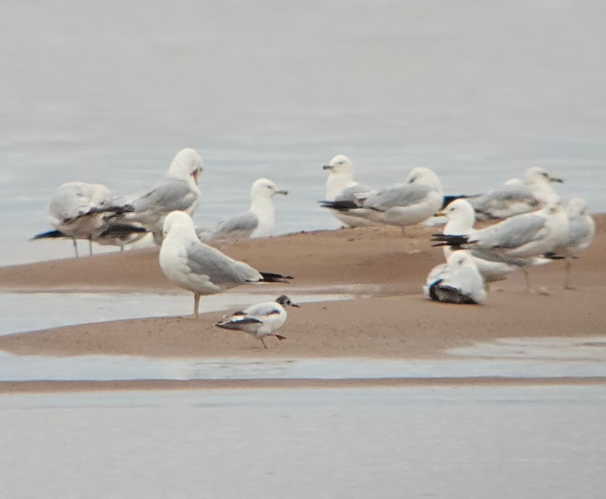 Little Gull - Nick Anich