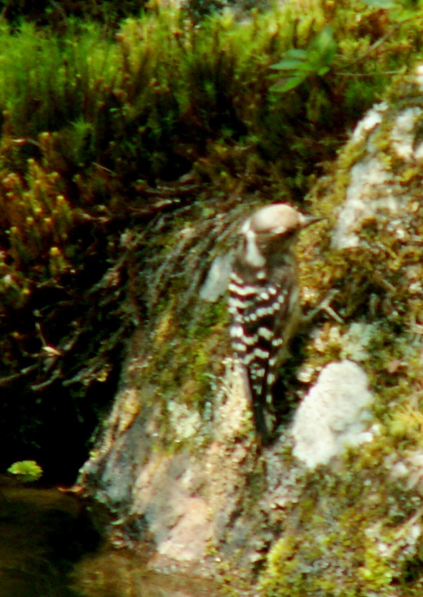 Japanese Pygmy Woodpecker - ML620546790