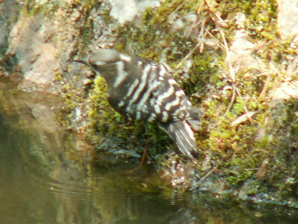 Japanese Pygmy Woodpecker - ML620546791