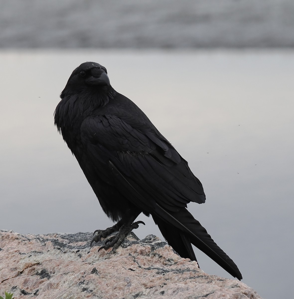 Common Raven - Sylvain  Gosselin