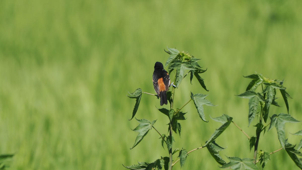 Orchard Oriole - ML620546795
