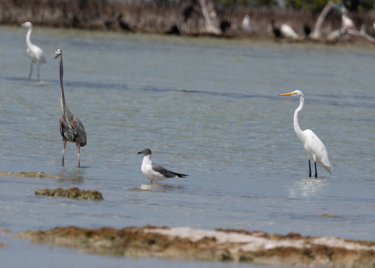 Great Egret (American) - Silvia Faustino Linhares